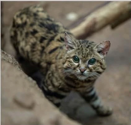 Black-footed cat