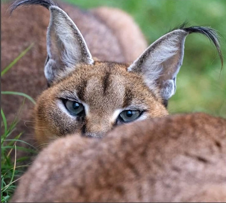 A caracal with long ear tufts resting in the grass